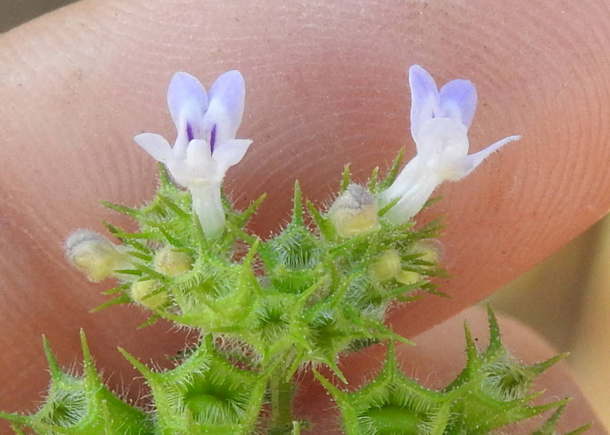Hyptis suaveolens
